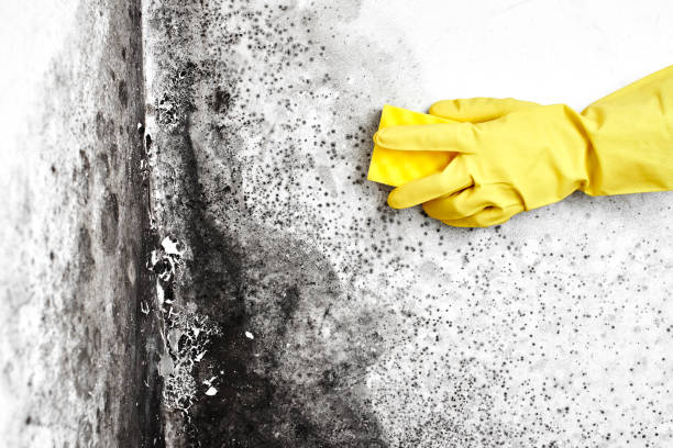 Best Local Mold Removal Service  in Lake Brownwood, TX