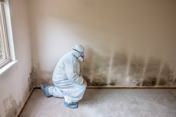 Best Mold Removal Company Near Me  in Lake Brownwood, TX