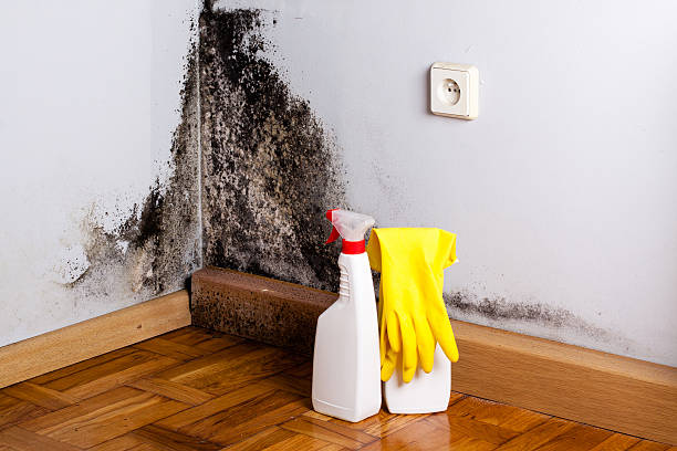 Office Mold Removal Services in Lake Brownwood, TX