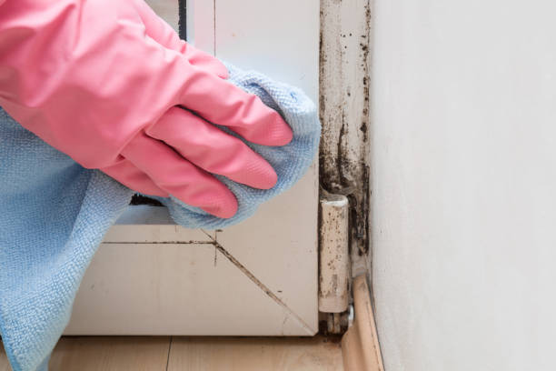 Best Mold Removal Company Near Me  in Lake Brownwood, TX